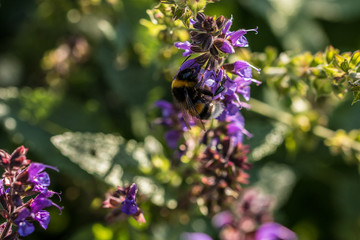 Hummel auf violetten Blumen