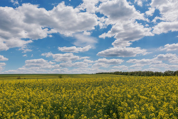 Fototapeta premium Blossoming rapeseed field leading to the beautiful sunset sky