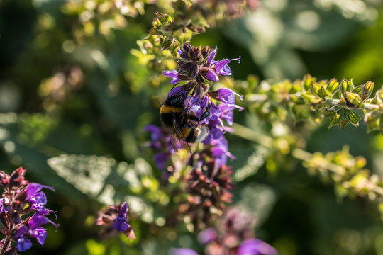 Hummel auf violetten Blumen