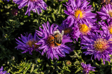 Obraz premium Hummel auf violetten Blumen