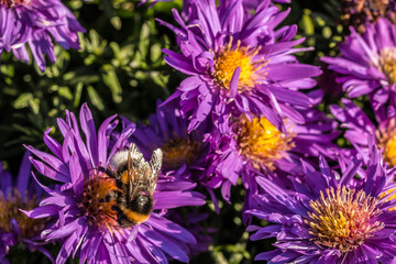 Obraz premium Hummel auf violetten Blumen