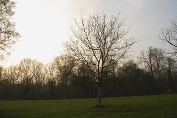 albero parco tramonto