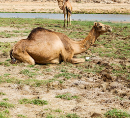 in oman camel  empty quarter of desert a free dromedary near the  sea