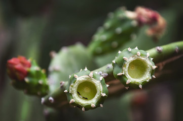 Cactus blossom.