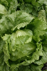 single lettuce 