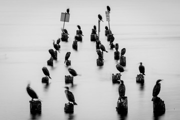 Cormorants sit on abandoned pilings on a cold morning