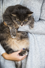 gray cat in the hands of a woman in a gray sweater. homeliness with a pet