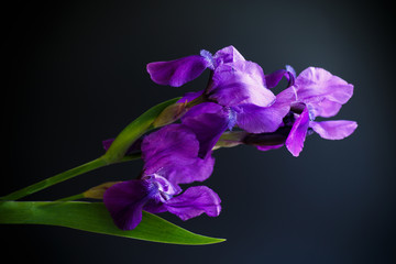 Naklejka premium Flower purple iris
