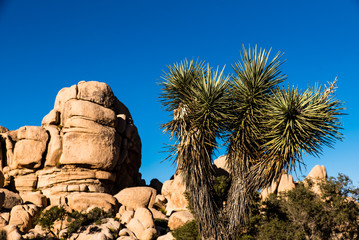 Joshua Tree National Park Kalifornien