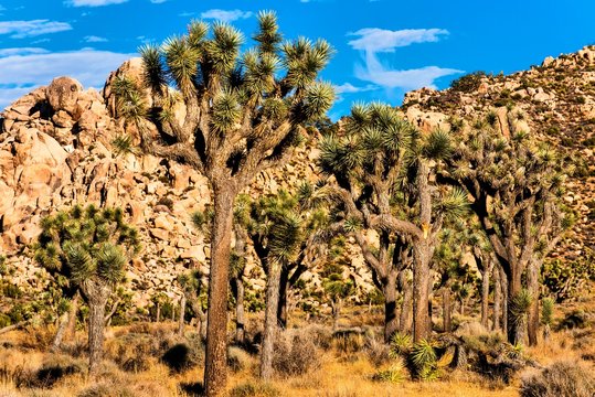 Joshua Tree National Park Kalifornienim Abendlicht