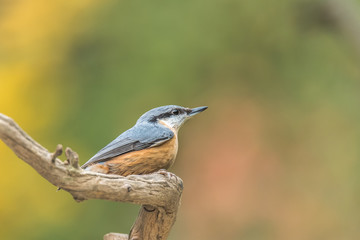 A near shot of a Eurasian nuthatch, wood nuthatch; Sitta europaea,