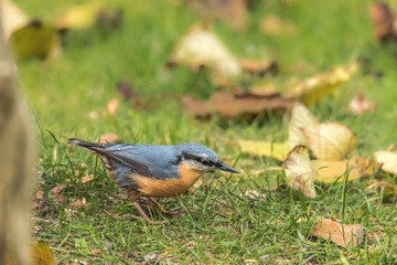A near shot of a Eurasian nuthatch, wood nuthatch; Sitta europaea,