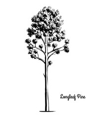 Naklejka premium Vector sketch illustration. Black silhouette of Longleaf Pine isolated on white background. Drawing of evergreen coniferous plant, alabama and North Carolina state tree.
