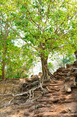 Indian banyan at Angkor ruins