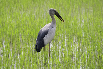 A stork is standing on a rice field