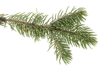 branch of Christmas tree isolated on white background