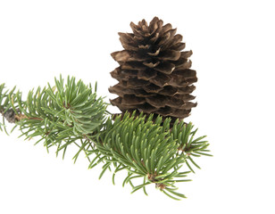 Fototapeta na wymiar branch of Christmas tree with cones isolated on white background