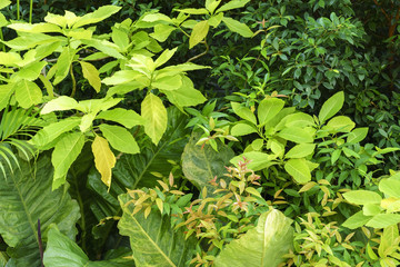 Variety of plants decorated in the garden