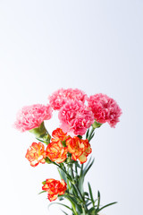 Bouquet carnation flower on white background.