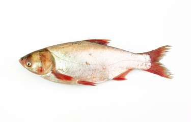 carp fish or goldfish isolated on white background