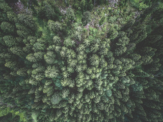 Aerial view of green spruce forest. Tops of fir tree. View from above.