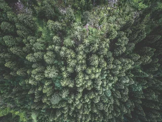 Foto op Canvas Aerial view of green spruce forest. Tops of fir tree. View from above. © Ievgen Skrypko