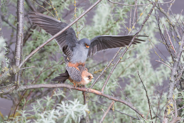 Mating red-footed falcons