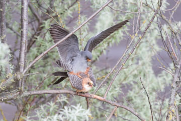 Mating red-footed falcons