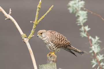 Common kestrell