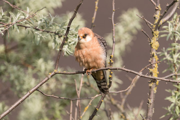 Red-footed falcon