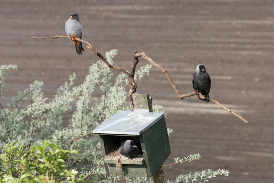 Red-footed facon and Western jackdaws