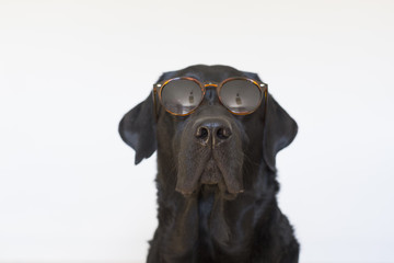 close up portrait of a beautiful black labrador wearing modern sunglasses. White background. Indoors. Love for animals concept