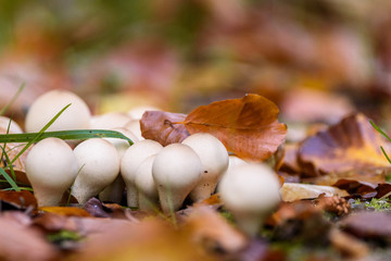 Round white fungus or mushroom in the autumn leaves