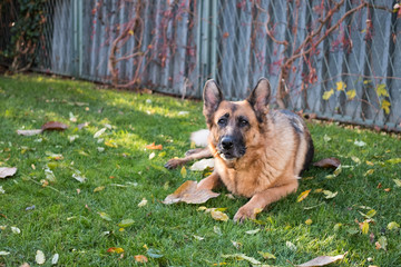 German Shepherd dog in a residential garden