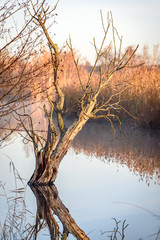 Tree trunk on a frosty morning in the sunrise reflecting in the water
