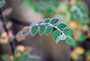 Softly outlined leaves on a frosty autumn morning