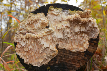 irpex lacteus fungus © Ionescu Bogdan