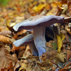 clitocybe nuda mushroom