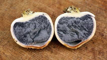 scleroderma citrinum fungus