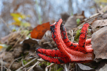 clathrus archeri mushroom