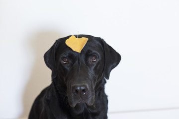 portrait of a young beautiful black labrador with a yellow leave standing on his head. white background. Autumn concept