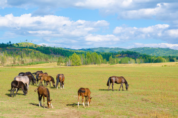 Fototapeta na wymiar grazing horses