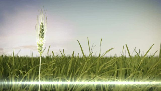 Analysis barley crop on barley green field, data in Smart agriculture Smart farming, internet of things. 4th Industrial Revolution. 4K size.