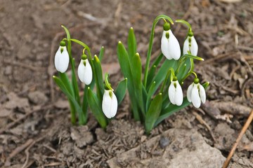 White snowdrop flowers (Galanthus nivalis) on early spring