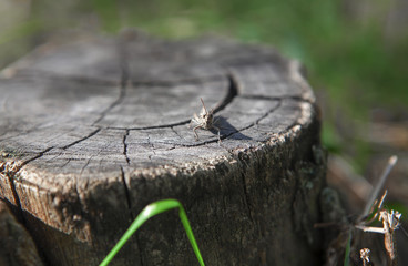 cricket on the trunk surface