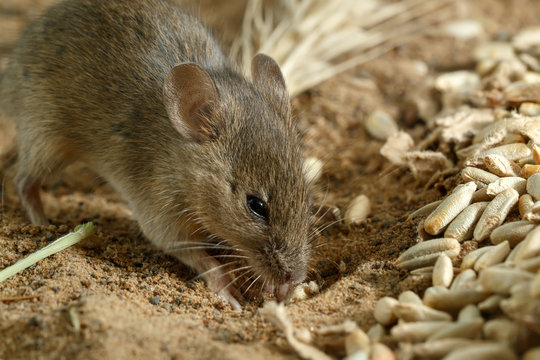 Closeup small  vole mouse digs a hole  near of grains of rye on the field. Fight with rodents.
