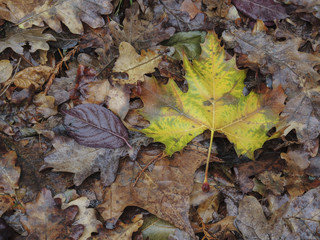 Close up of wet autumn leaves
