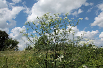 sommerwiese mit weißen wolken.2