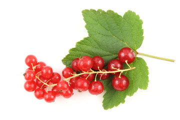 fresh red currant fruits isolated on a white background
