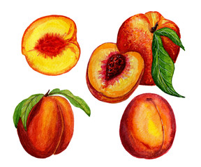 Peach watercolor illustration. Hand drawn watercolor painting on white background.